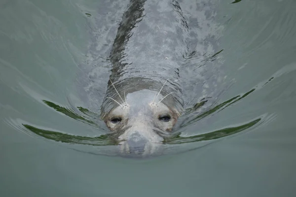 Robbe Schwimmt Wasser — Stockfoto