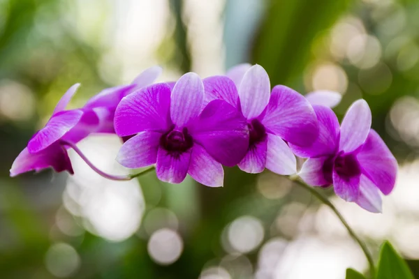 Mooie paarse orchideebloem op boom. — Stockfoto