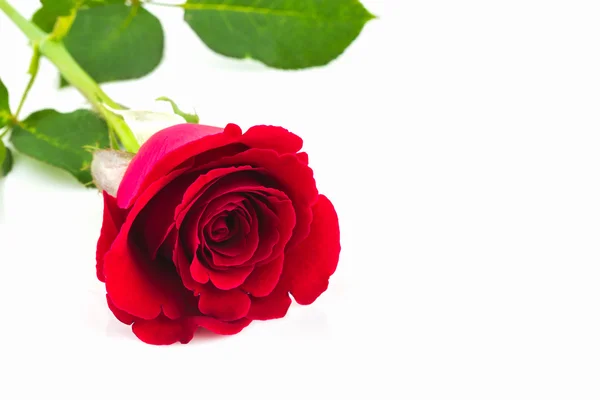 Красивая красная роза . — стоковое фото