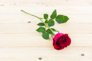 güzel kırmızı gül.