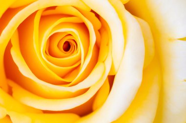 Yakın çekim Sarı Gül.