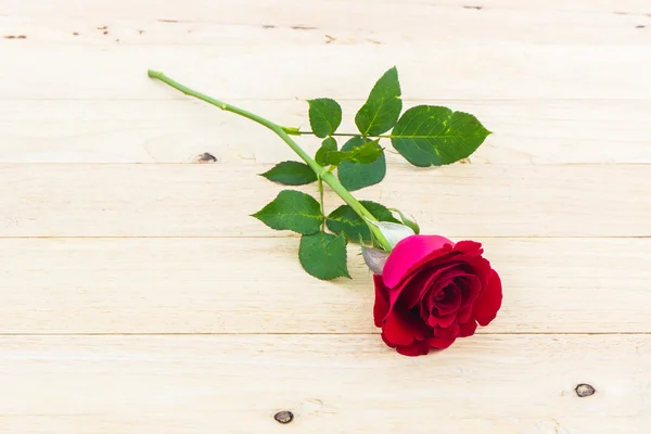 Hermosa rosa roja . — Foto de Stock