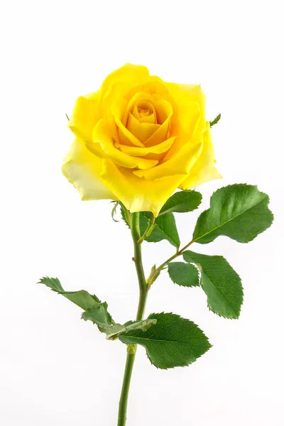 Hermosa rosa amarilla . — Foto de Stock