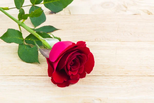 Hermosa flor de rosa roja. —  Fotos de Stock