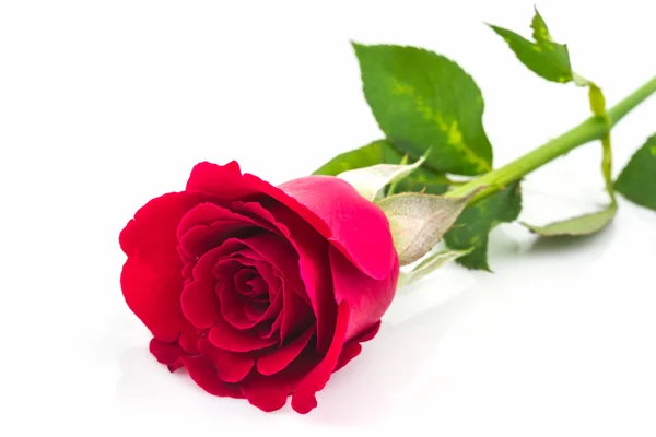 Beautiful red rose. — Stock Photo, Image