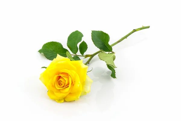 Bellissimo fiore di rosa giallo. — Foto Stock