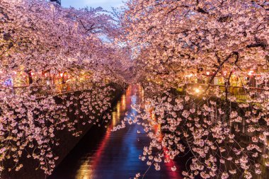 Kiraz çiçeği veya Sakura Meguro kanalında.