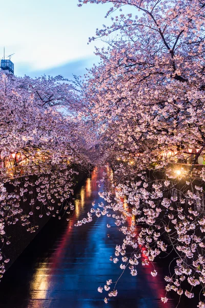 Sakura. Cherry blossom at Meguro Canal. — Stock Photo, Image