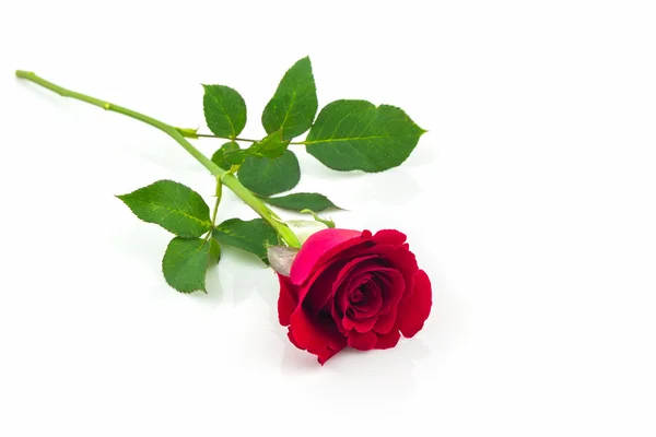 Beautiful red rose. Stock Image