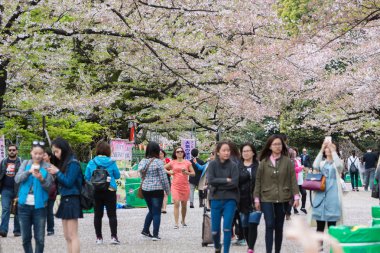 Ueno Park bahar sezonu kiraz çiçeği ile. 