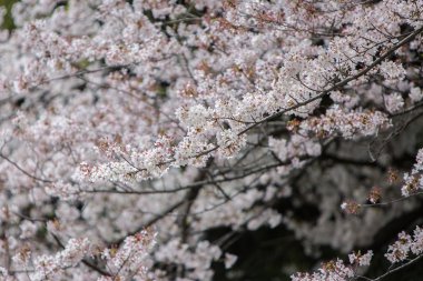 Kiraz çiçeği, Sakura sezon Japonya'da. 