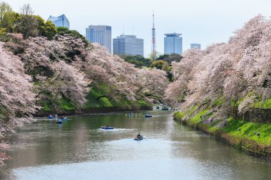 Chidorigafuchi park bahar mevsiminde.