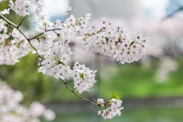 Flor de cerezo, temporada Sakura en Japón . — Foto de Stock
