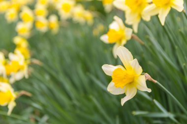 Güzel sarı nergis. Nergis.