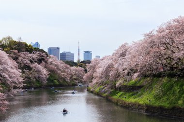 Chidorigafuchi park bahar mevsiminde.