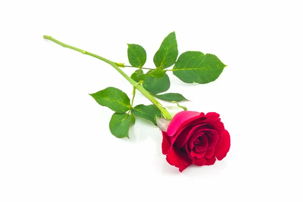 Bella rosa rossa . — Foto Stock
