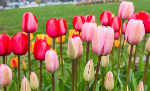 Mooi boeket tulpen. — Stockfoto