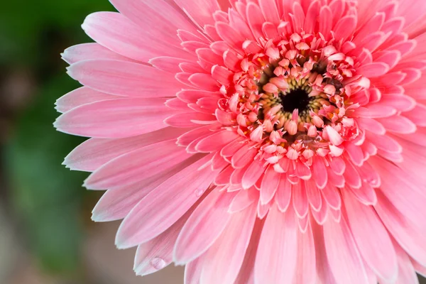 Detail květu sedmikrásky růžová gerbera. — Stock fotografie