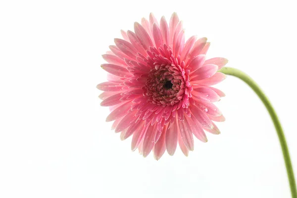 Primo piano un fiore di margherita di gerbera rosa . — Foto Stock