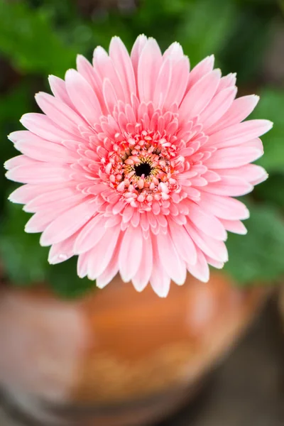 Gros plan une fleur rose gerbera marguerite . — Photo