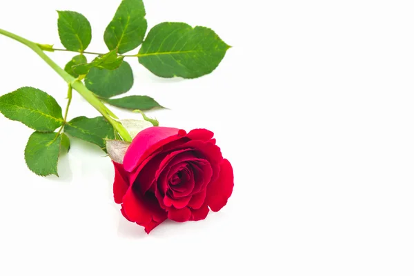 Bella rosa rossa . — Foto Stock