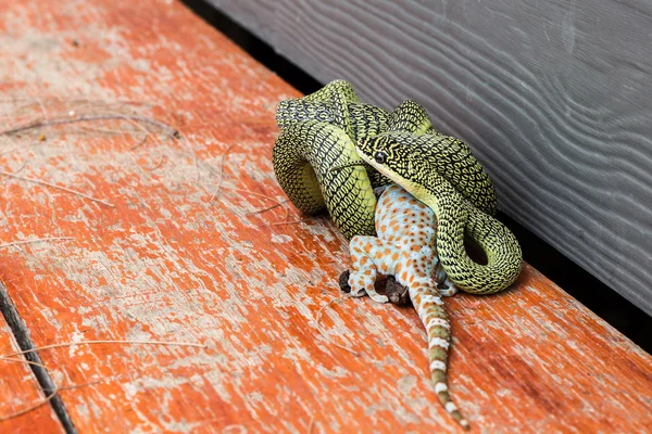 Le Serpent doré (Chrysopelea ornata) mange du Gecko . — Photo