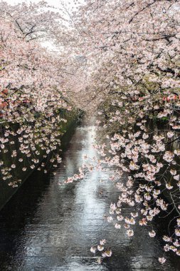 Sakura. Kiraz çiçeği Nakameguro kanalında.