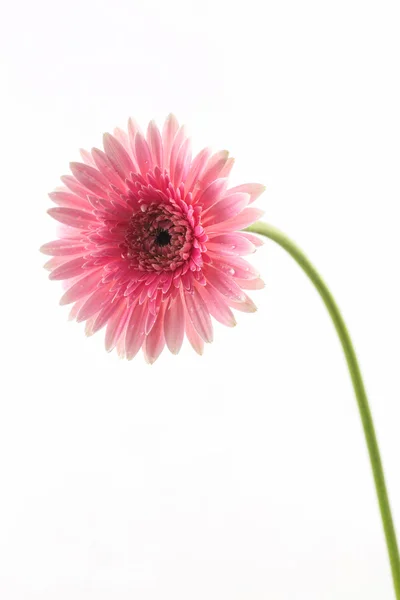 Closeup a pink gerbera daisy flower. — Stock Photo, Image