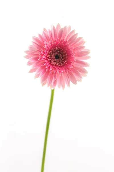 Closeup a pink gerbera daisy flower. — Stock Photo, Image