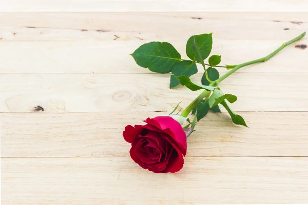 Beautiful red rose flower. — Stock Photo, Image