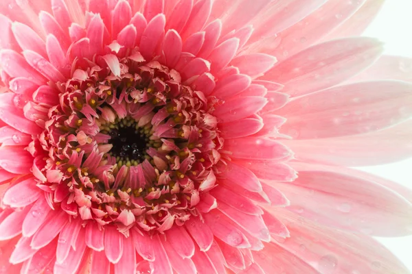 Closeup a pink gerbera daisy flower. — Stock Photo, Image