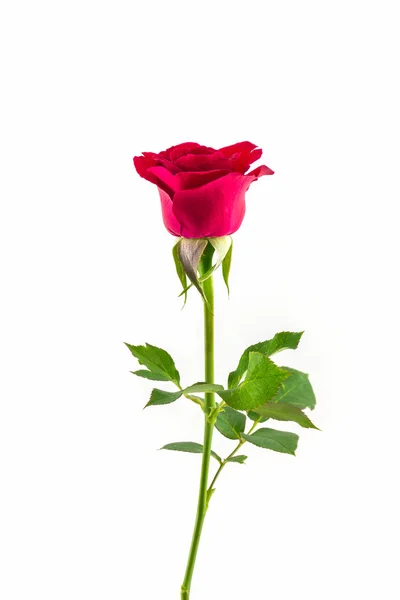 Beautiful red rose. — Stock Photo, Image