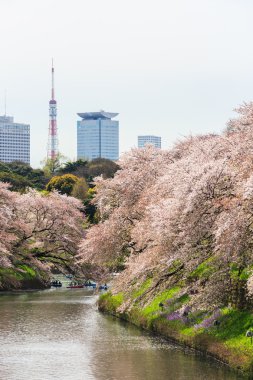 Chidorigafuchi park bahar mevsiminde.