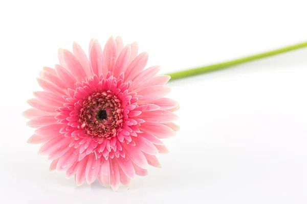 Detail květu sedmikrásky růžová gerbera. — Stock fotografie