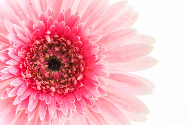 Closeup a pink gerbera daisy flower. — Stock Photo, Image