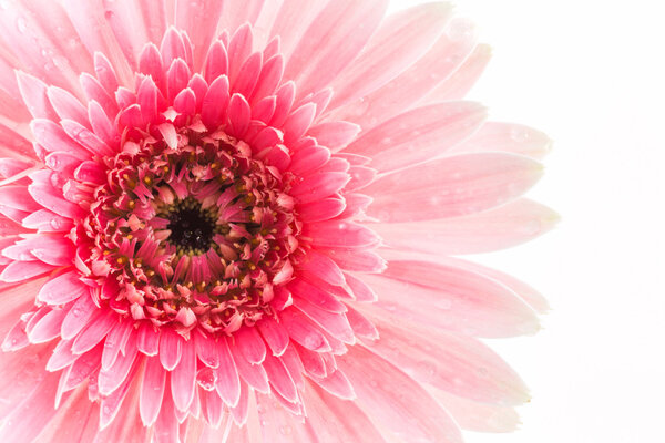 Close up a pink gerbera daisy flower
.