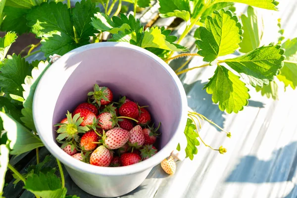 Fresh Strawberries Bucket Garden Stock Photo