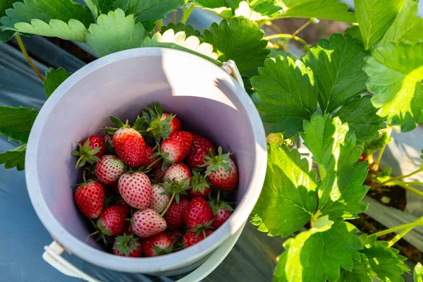 Fraises Fraîches Dans Seau Jardin Images De Stock Libres De Droits