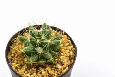 kaktüs bitki pot ile.