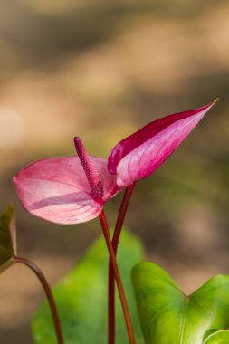 pembe flamingo çiçeği, ağaç çiçek çocuk.