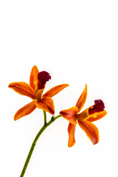 Flor de orquídea florescendo de híbridos Cattleya branco no fundo . — Fotografia de Stock