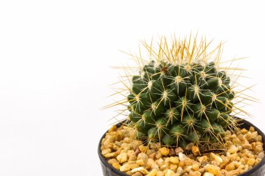 kaktüs bitki pot ile.