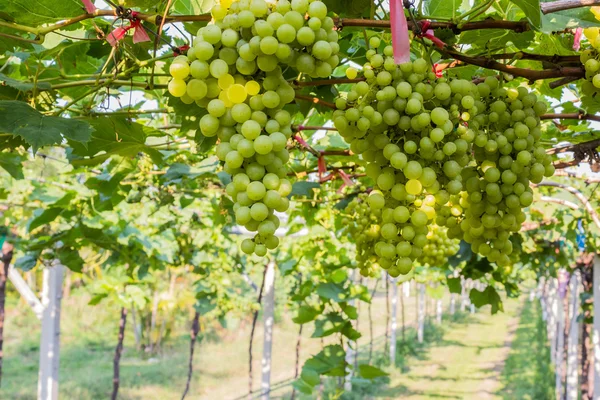 Granja de uva, Viñedos verdes frescos listos para cosechar . — Foto de Stock