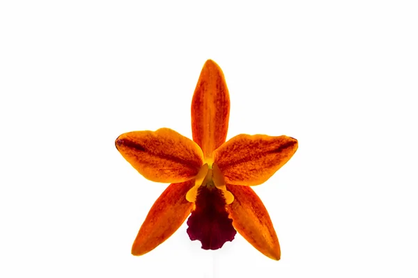 Flor de orquídea floración de híbridos de Cattleya blanco sobre fondo . —  Fotos de Stock