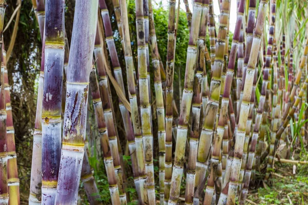 şeker kamışı bitkiler doğa arka plan.