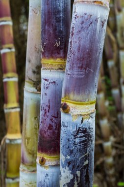 şeker kamışı bitkiler doğa arka plan. 