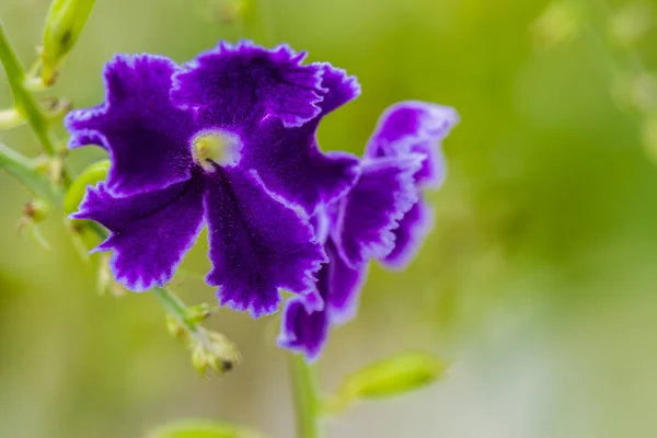 Macro Purple Flower Sky flower, Golden dew drop, Pigeon berry,Du — Stock Photo, Image