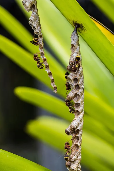 Wespen in het nest zorg met larven. — Stockfoto