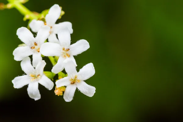 Makro fjäril Bush (Byttneria) med vita blommor. — Stockfoto