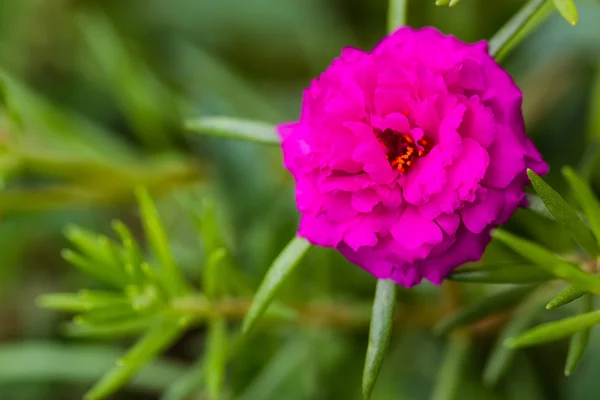 Fleur rose,, Pourpier commun, fleurs de portulaca, Verdolaga, Porc — Photo